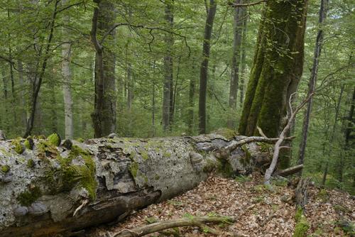 Urwald Fagaras-Gebirge umgekippter Baum im naturnahen Wald