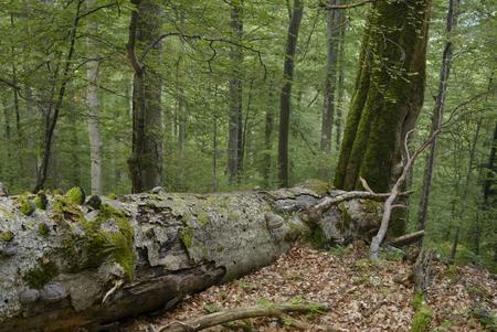 umgekippter Baum im naturnahen Wald