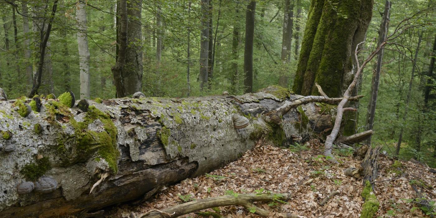 Fallen tree in the Fagaras Natura 2000 area