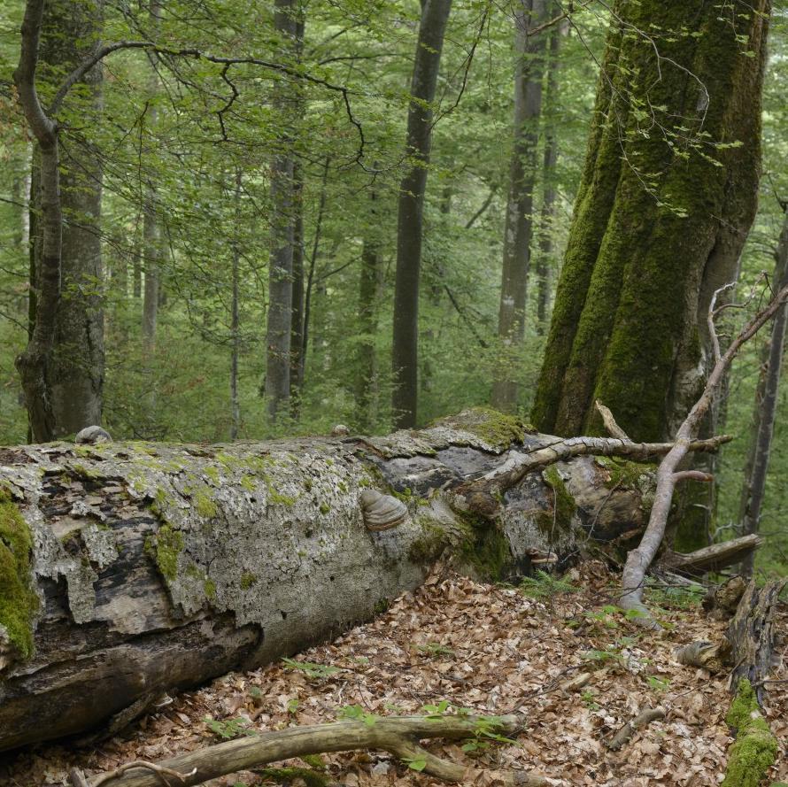 Fallen tree in the Fagaras Natura 2000 area