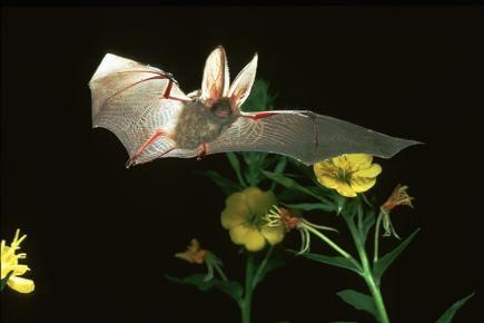 A Brown long-eared bat and an insect