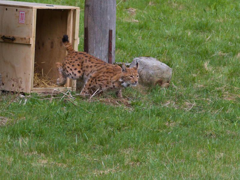 Luchs Doru kommt vorsichtig aus einer hölzernen Transportkiste gelaufen.