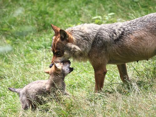 Wolfsmutter mit Jungem in einer Wiese