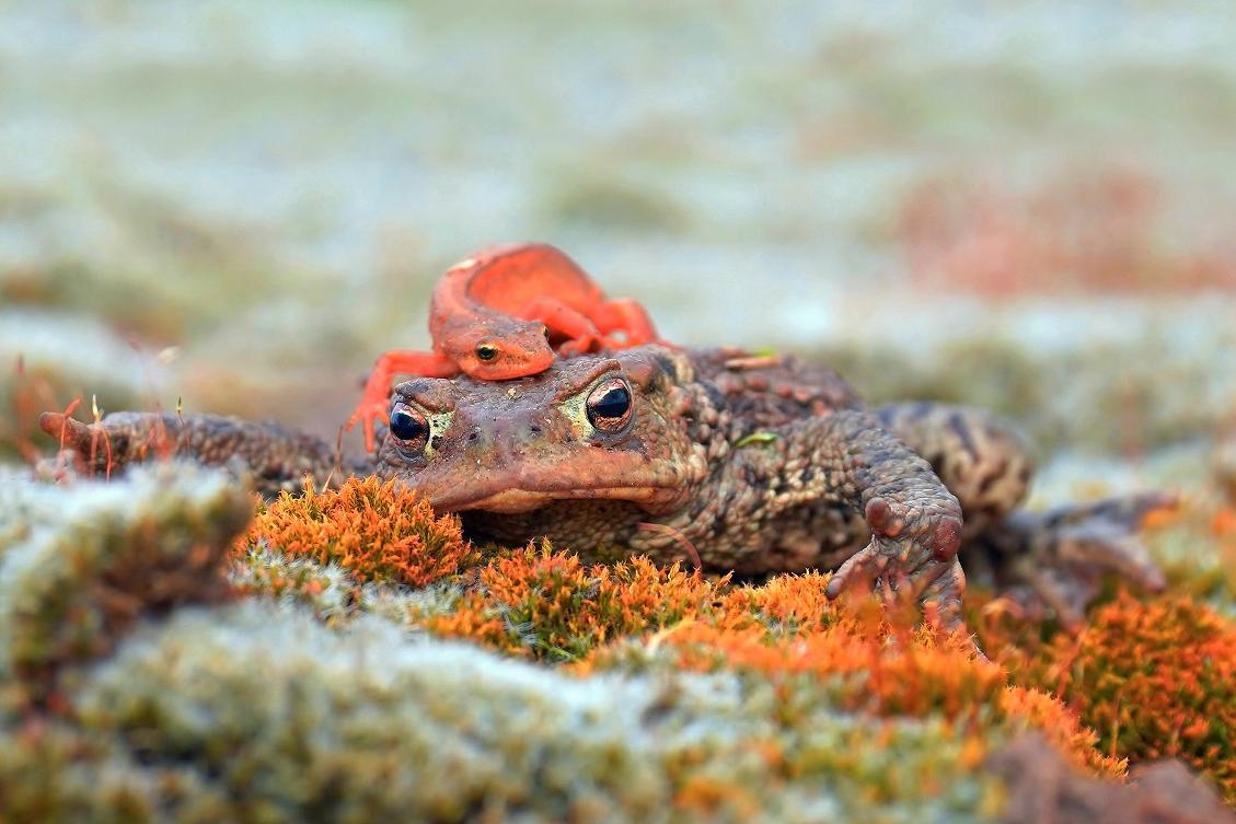 red newt on common toad