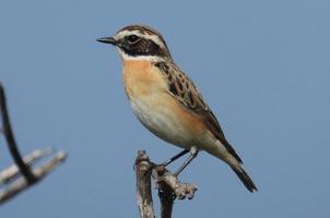 Whinchat perched on the tip of a branch