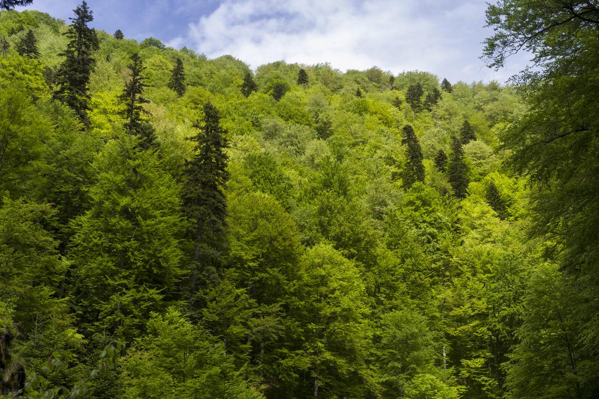 Buchenurwald in Rumänien