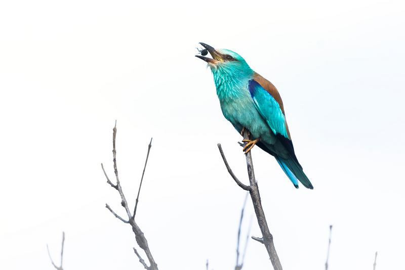 European Roller eats insect