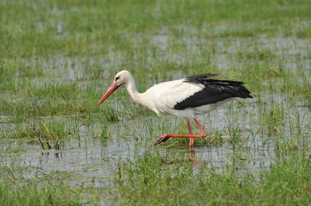 Ein Storch stakt durch eine überschwemmte Feuchtwiese