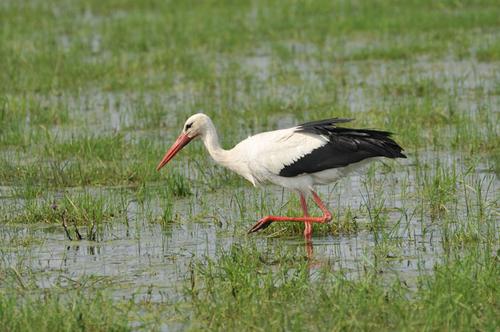 Stork in a flood plain meadow