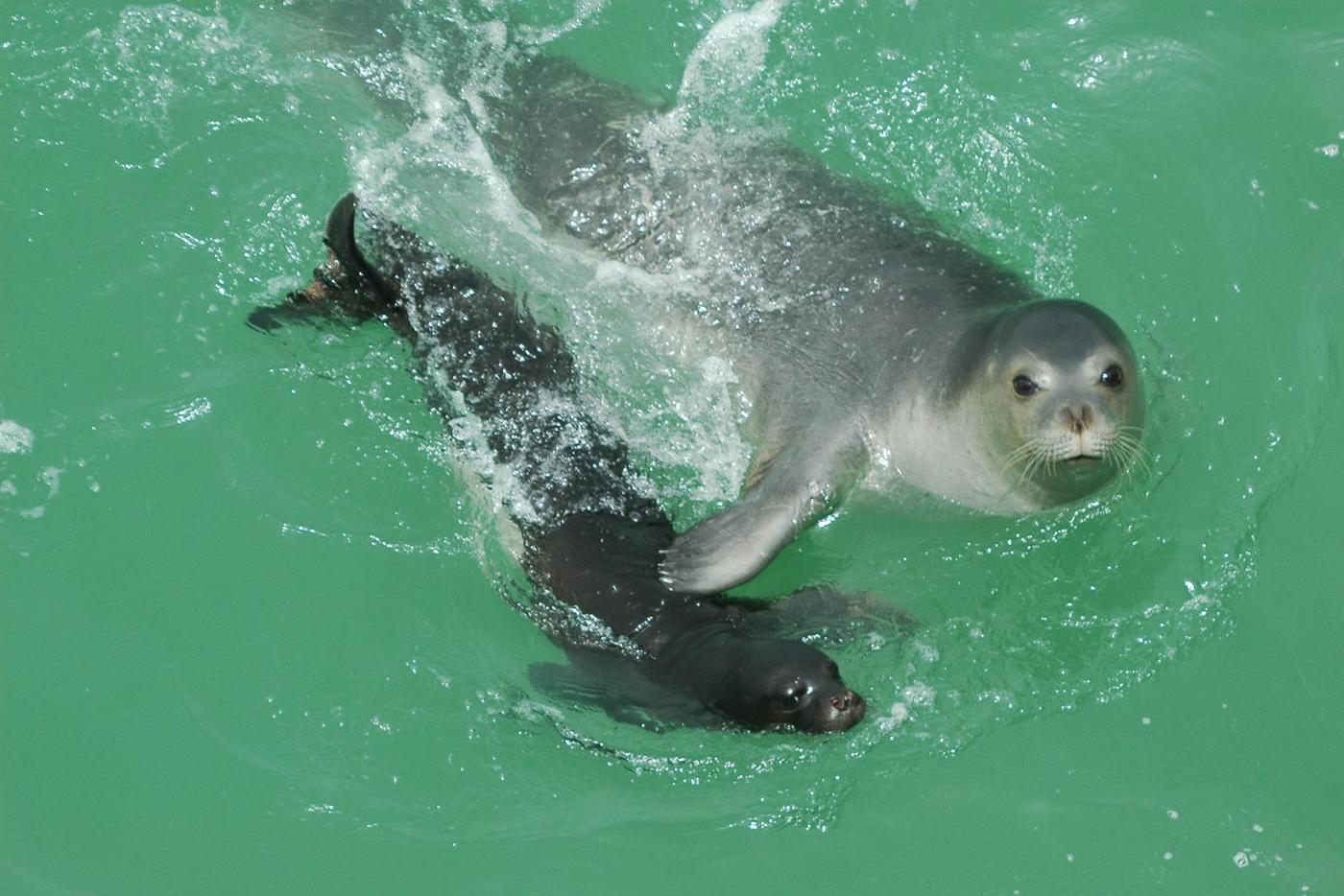 Two Mediterranean Monk Seals