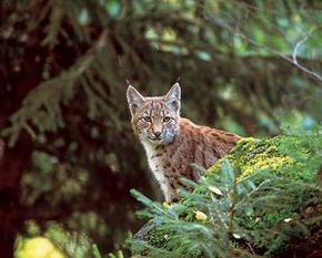 Junger Luchs im Tannenwald.