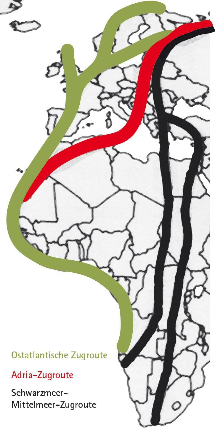 Karte von Europa und Afrika, die verschiedene Zugvogel Flugrouten von Nordeuropa nach Südafrika zeigt.
