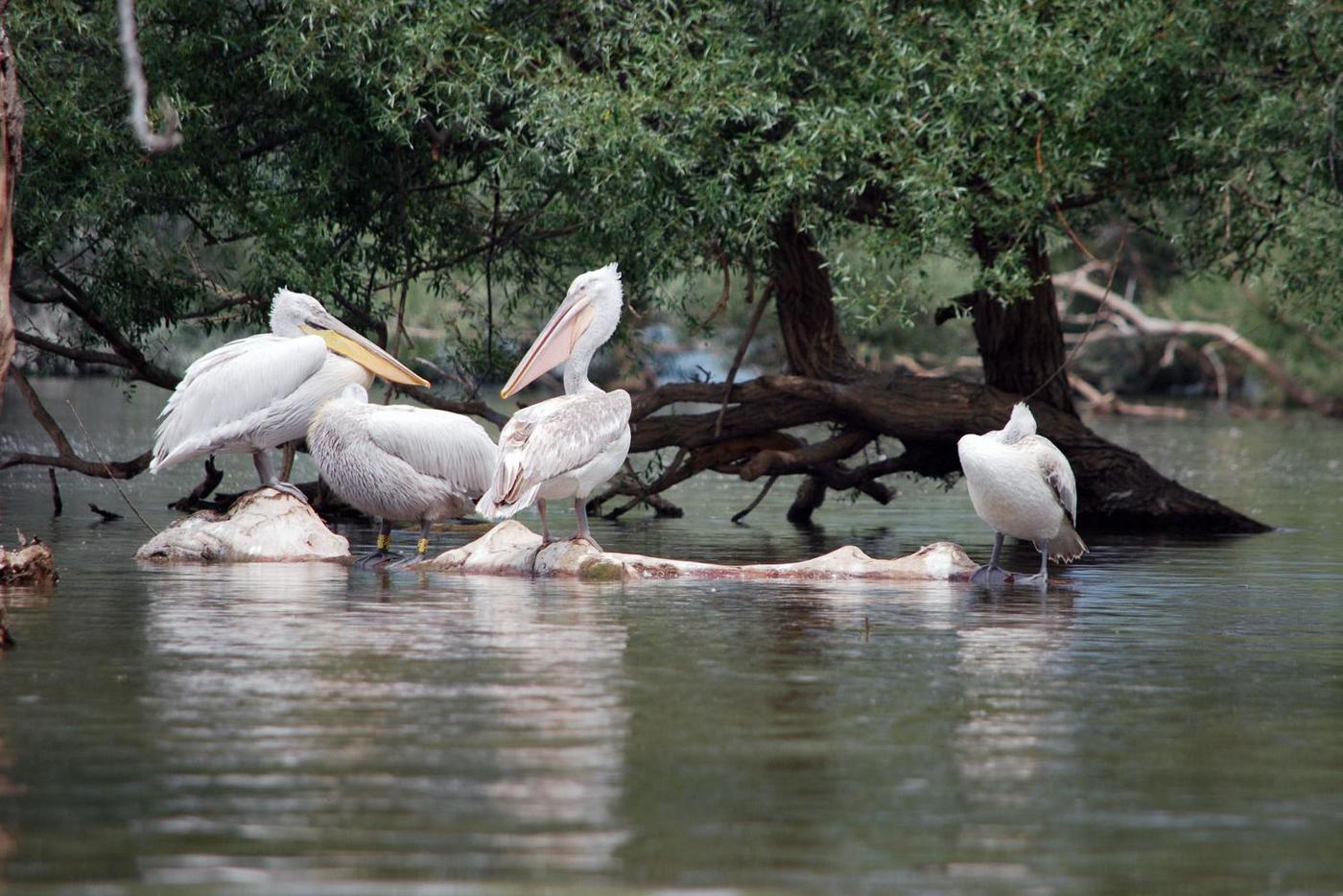 Dalmatian Pelicans are resting on the water