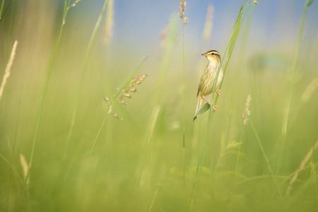 Aquatic warbler in the reeds