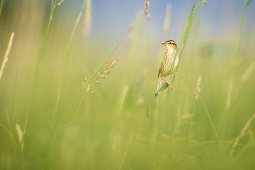 Aquatic warbler in the reeds