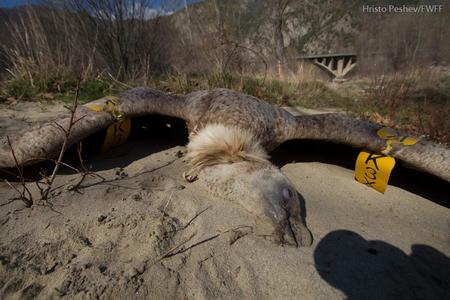 Griffon vulture lies dead on the ground