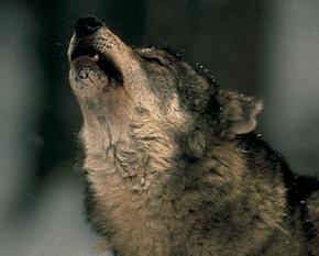 Portrait eines heulenden Wolfs