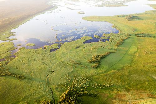 Lebensraum Seggenrohrsänger Sumpflandschaft in Litauen