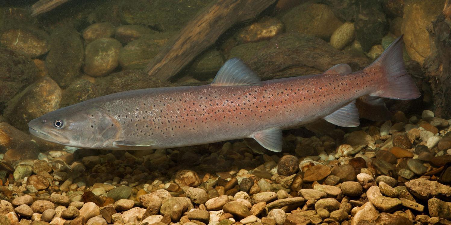 Huchen (Hucho hucho), auch Donaulachs, Rotfisch oder Donausalm