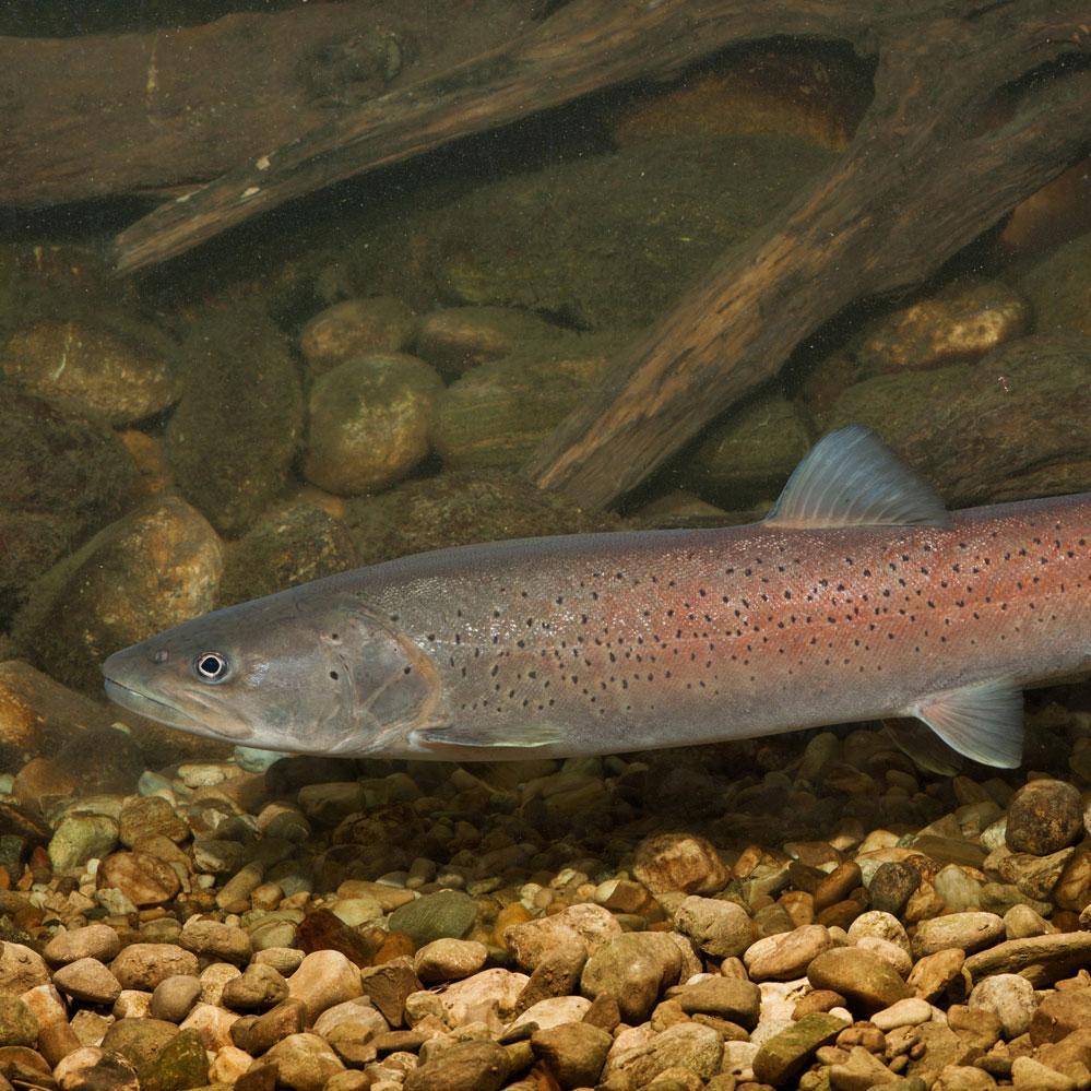 Huchen (Hucho hucho), auch Donaulachs, Rotfisch oder Donausalm