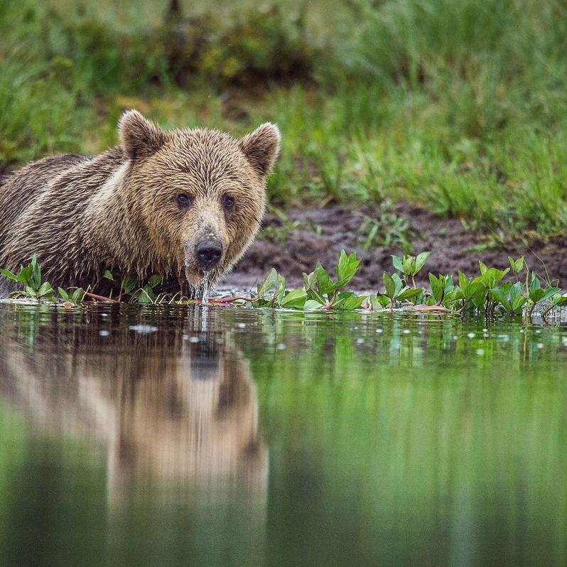 Bear in the water