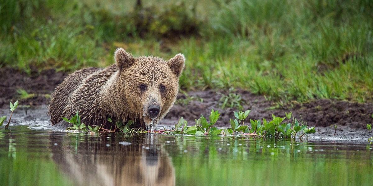 Bear in the water