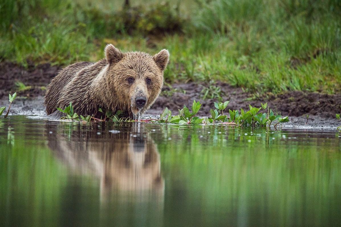 Brown bear takes a bath