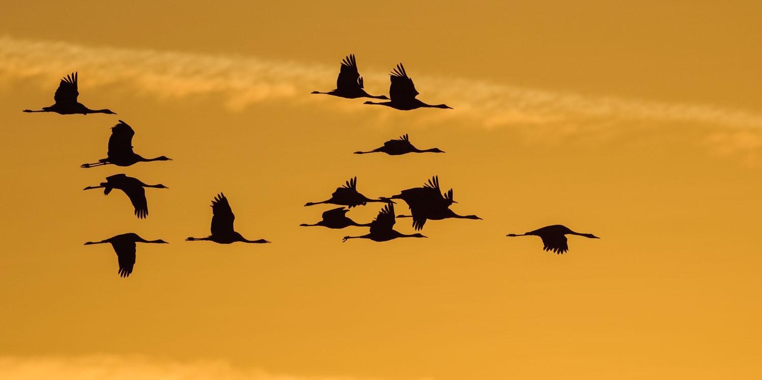 Kraniche fliegen im Sonnenuntergang