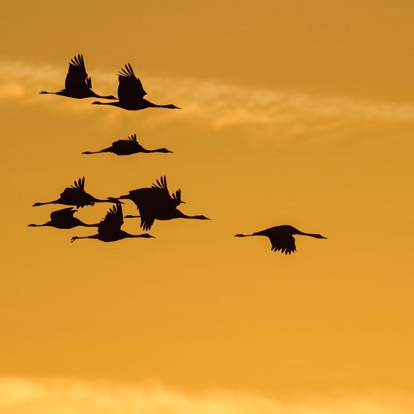 Kraniche fliegen im Sonnenuntergang