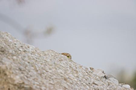 Ein Steinkauz schaut hinter einem Stein hervor