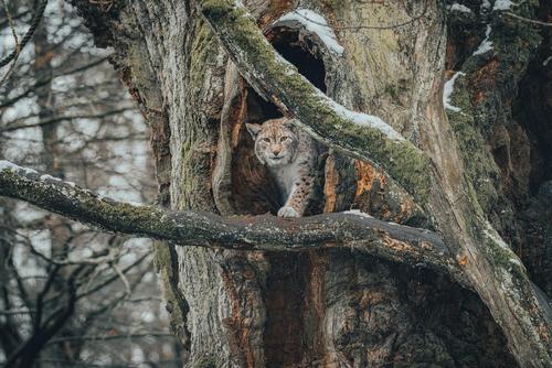 Luchs auf Baum Luchs auf einem Ast