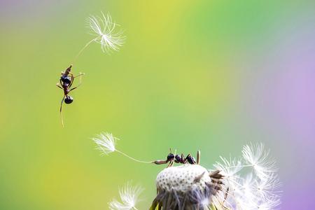 eine Ameise schwebt davon, EuroNatur-Fotowettbewerb