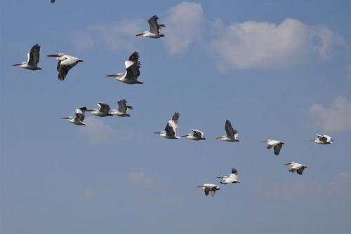 A flock of Dalmatian pelicans flies in front of small clouds.