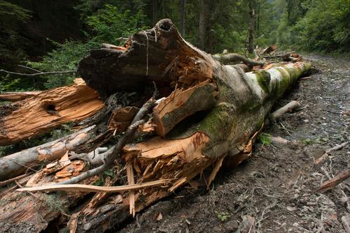 Ancient fallen beech tree