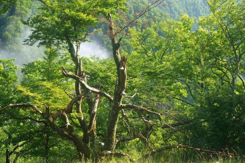 Blick durch die Bäume auf ein bewaldetes Tal aus dem Wolken aufsteigen.