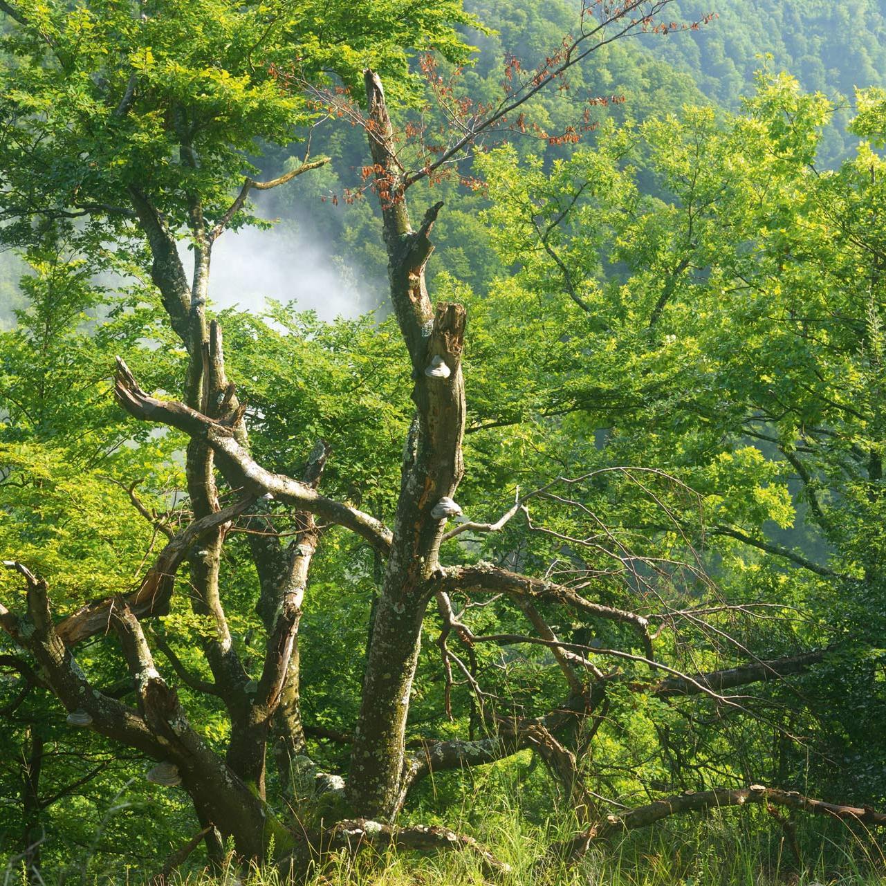 Blick durch die Bäume auf ein bewaldetes Tal aus dem Wolken aufsteigen.