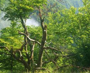 View through the trees to a wooded valley from which clouds rise.