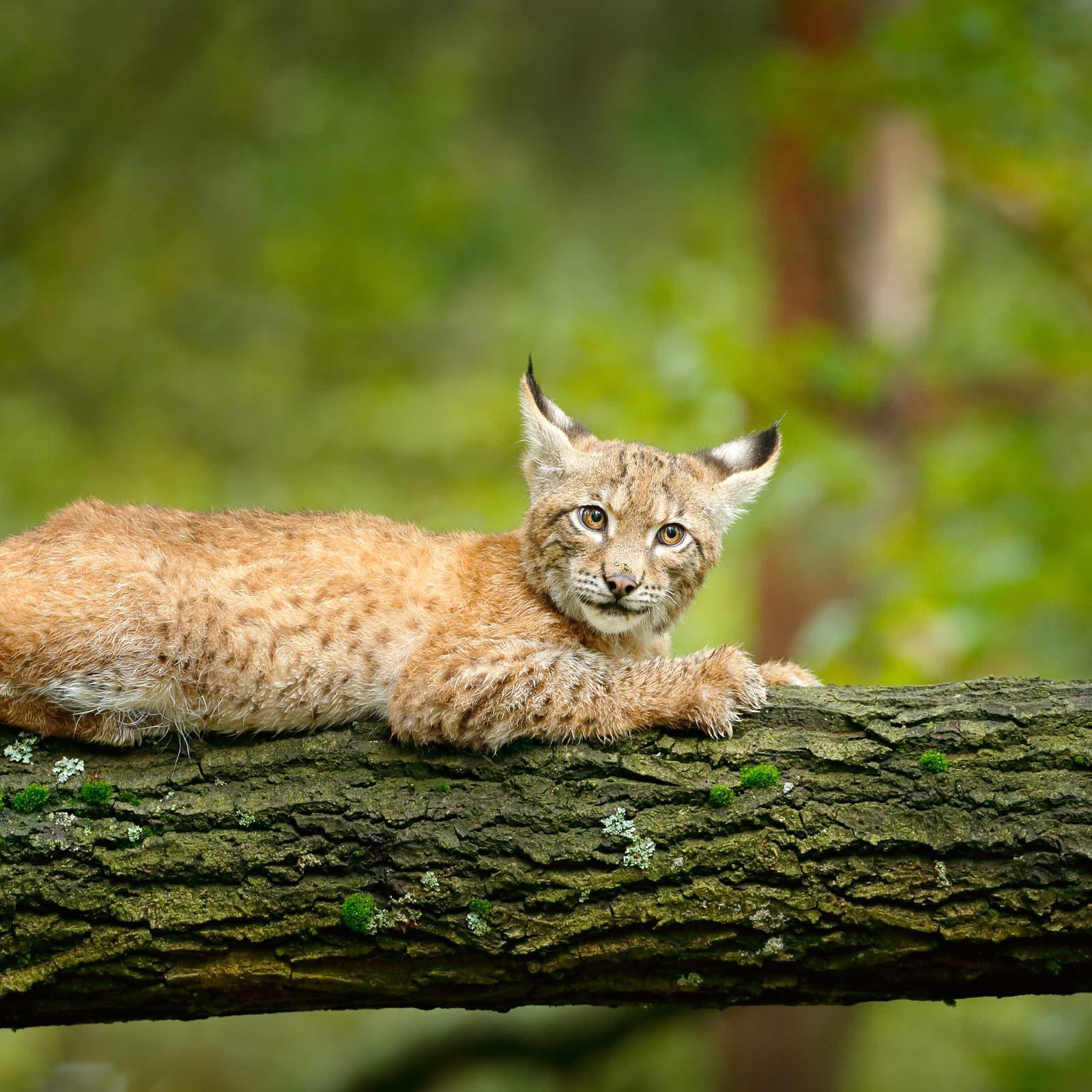 Ein junger Luchs liegt auf einem umgefallenen Baumstamm.