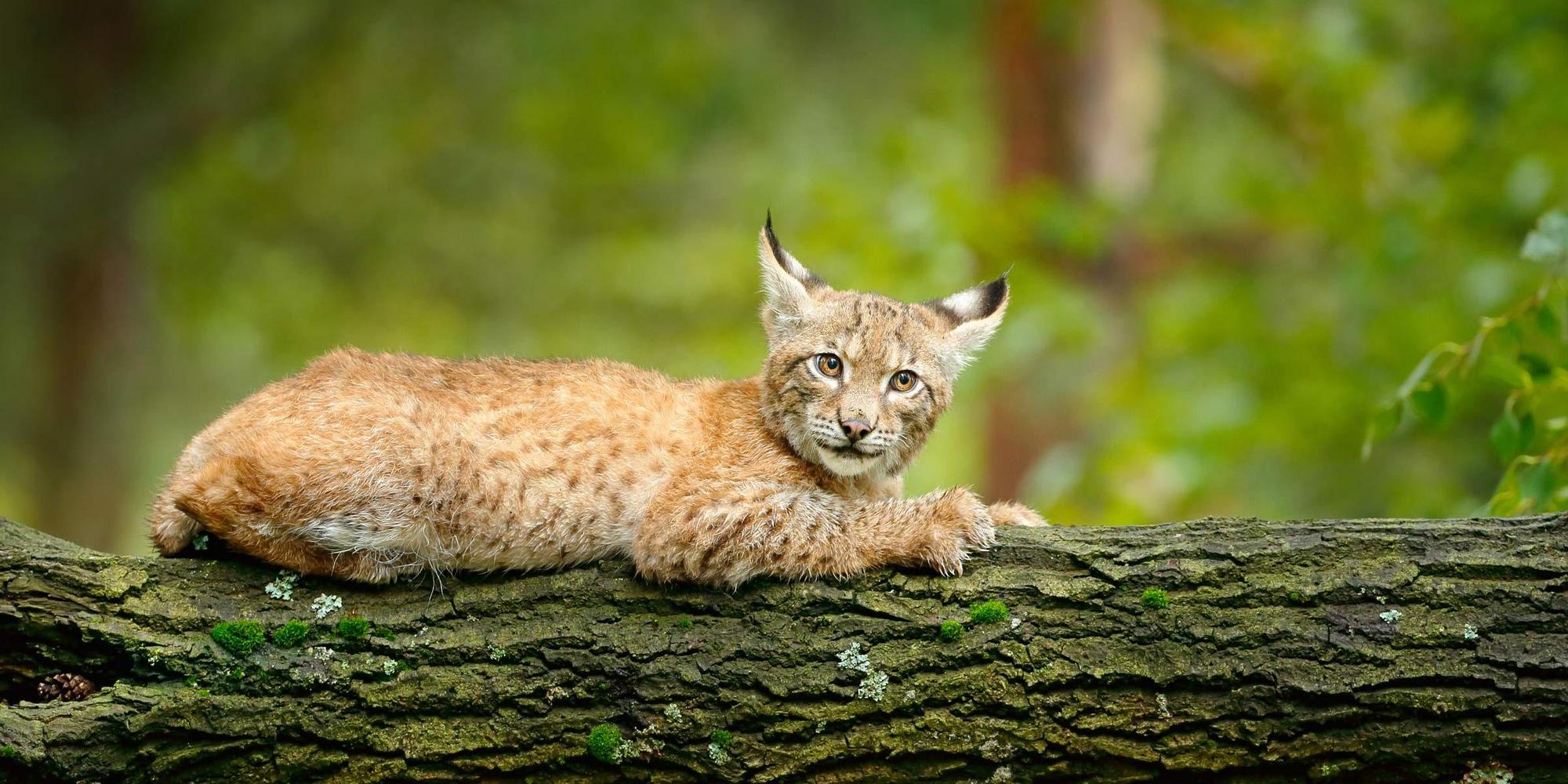 Ein junger Luchs liegt auf einem umgefallenen Baumstamm.