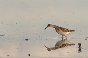 Wood sandpiper is looking for food