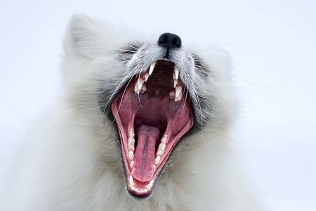 yawning arctic fox