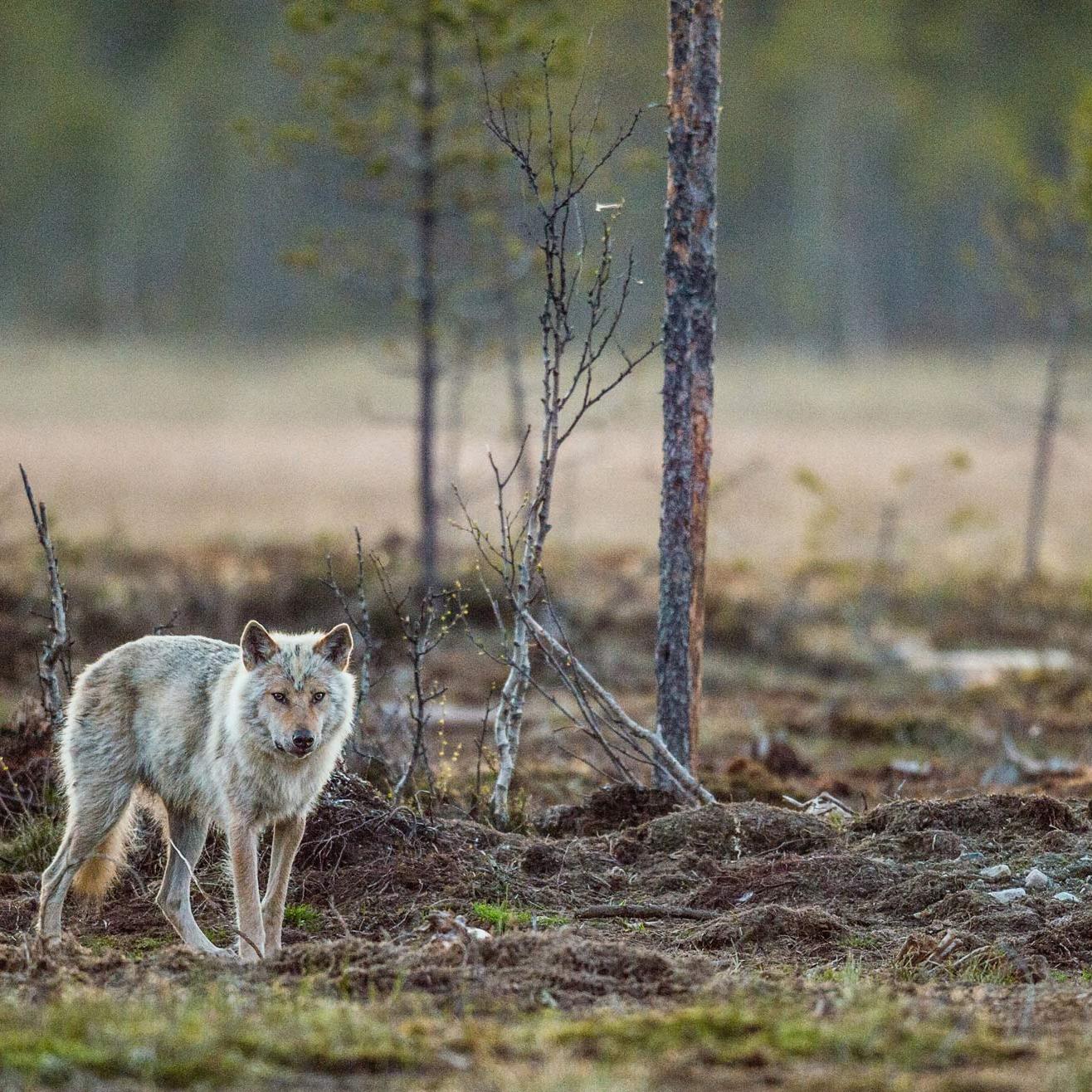 Einzelner Wolf vor Bäumen.