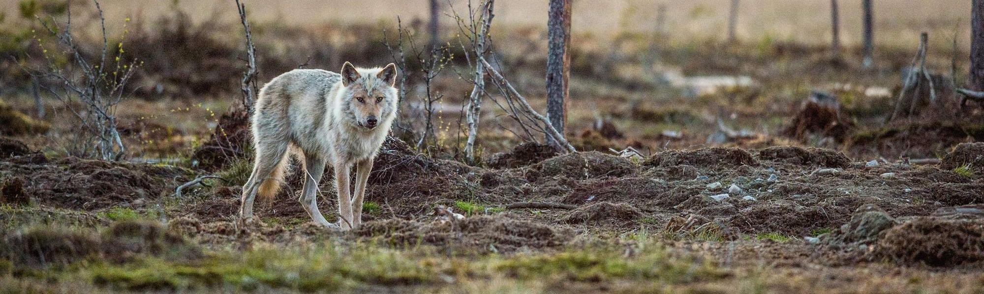 Einzelner Wolf vor Bäumen.