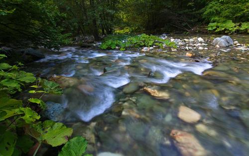 A torrent flows through a forest.