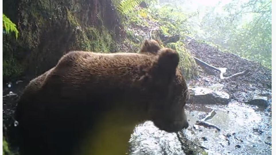 Brown bear in a waterhole