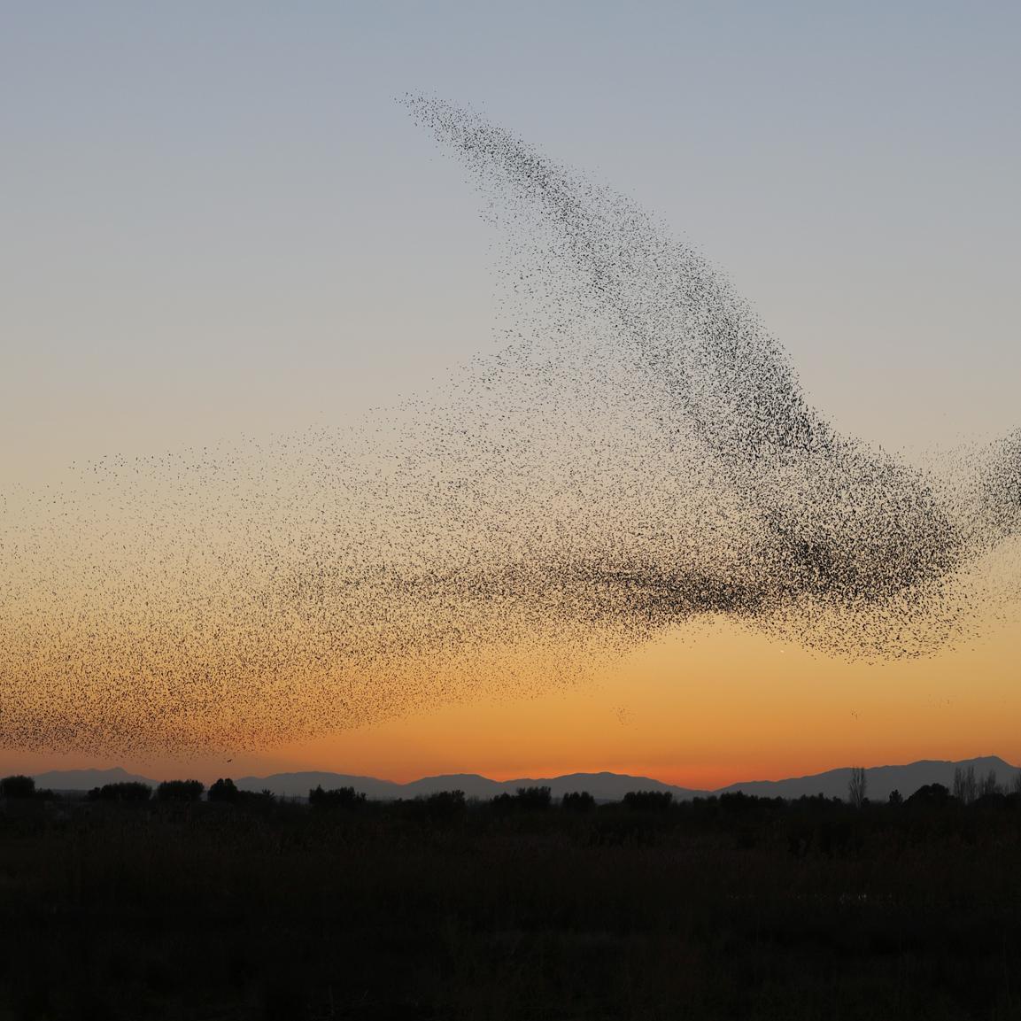 A flock of starlings flies at sunset. The many individual birds form a cloud in the shape of a bird.