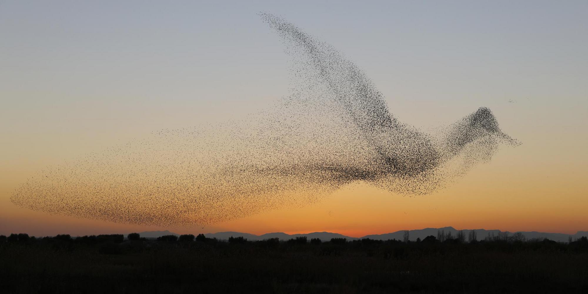 A flock of starlings flies at sunset. The many individual birds form a cloud in the shape of a bird.