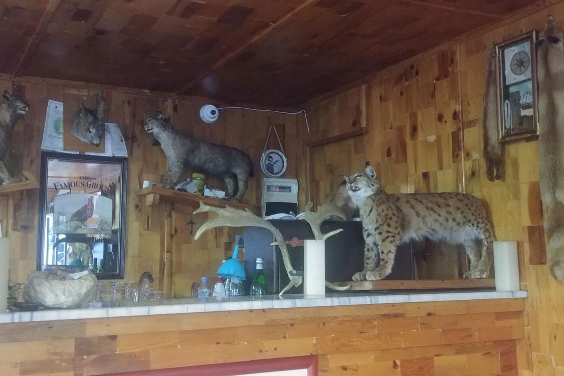 Three stuffed balkan lynx in Albanian restaurant