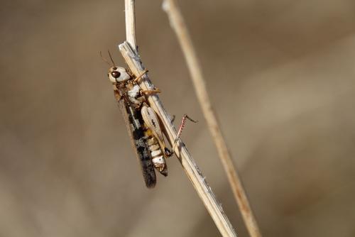 Grasshopper on the grass stem