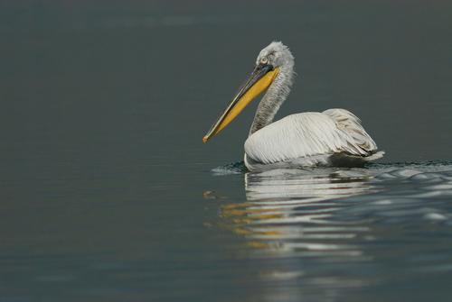 A pelican swims on the water